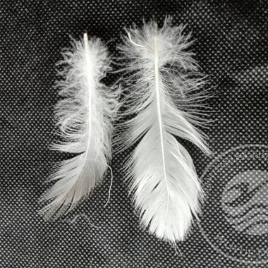 4-6cm White Goose